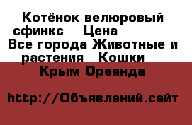 Котёнок велюровый сфинкс. › Цена ­ 15 000 - Все города Животные и растения » Кошки   . Крым,Ореанда